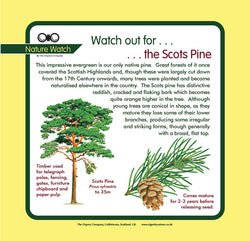 'Scots pine' Nature Watch Panel