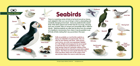 'Sea birds' Nature Watch Plus Panel
