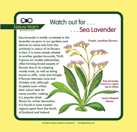 'Sea lavender' Nature Watch Panel