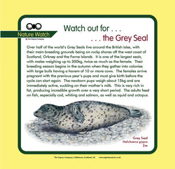 'Grey seal' Nature Watch Panel
