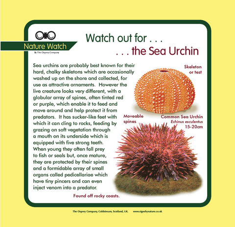 'Sea urchin' Nature Watch Panel