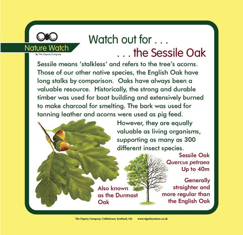 'Sessile oak' Nature Watch Panel
