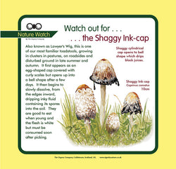 'Shaggy ink-cap' Nature Watch Panel
