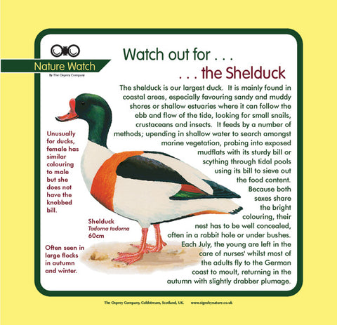 'Shelduck' Nature Watch Panel