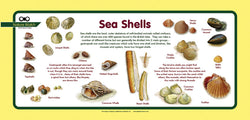 'Sea shells' Nature Watch Plus Panel