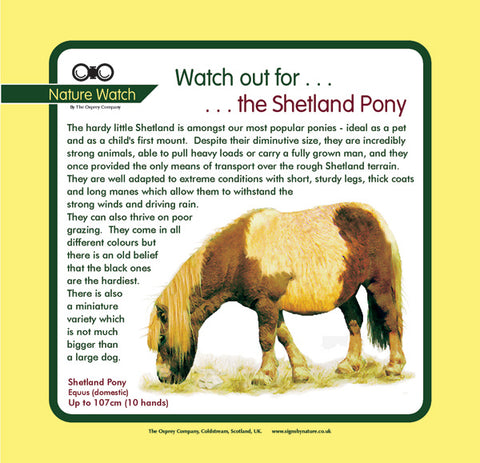 'Shetland pony' Nature Watch Panel