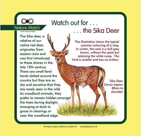 'Sika deer' Nature Watch Panel