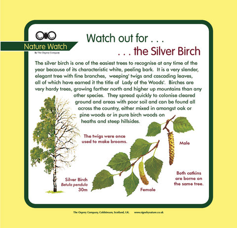 'Silver birch' Nature Watch Panel