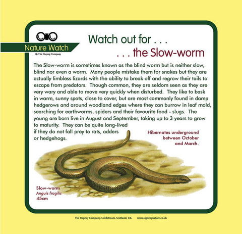 'Slow-worm'' Nature Watch Panel