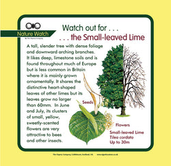 'Small-leaved lime' Nature Watch Panel