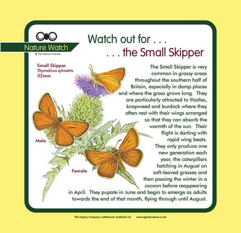 'Small skipper' Nature Watch Panel