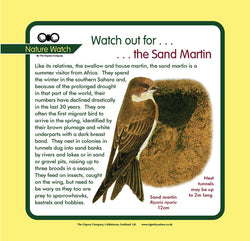 'Sand martin' Nature Watch Panel