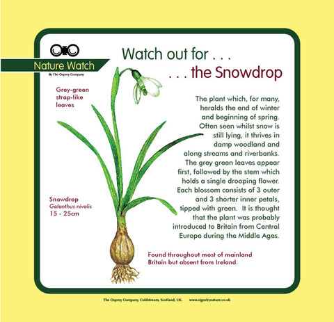 'Snowdrop' Nature Watch Panel