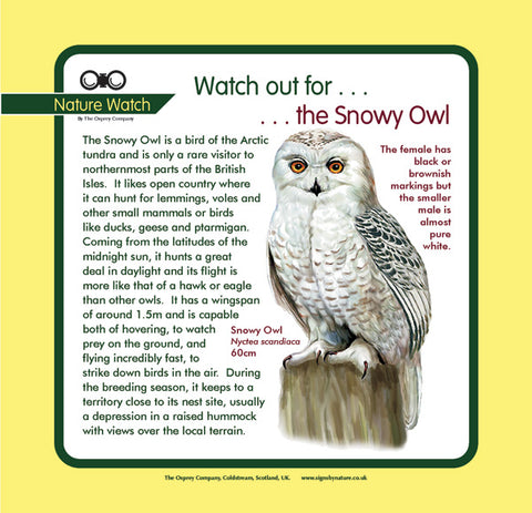 'Snowy owl' Nature Watch Panel