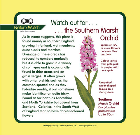 'Southern marsh orchid' Nature Watch Panel