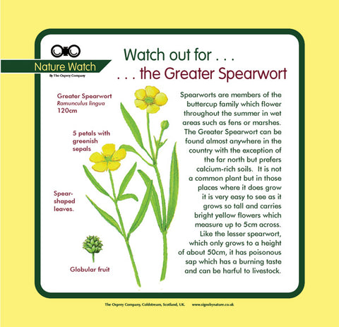'Greater spearwort' Nature Watch Panel