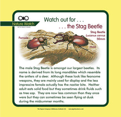 'Stag beetle' Nature Watch Panel