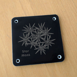 'Star moss' rubbing plaque