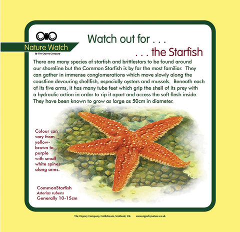 'Starfish' Nature Watch Panel