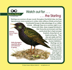 'Starling' Nature Watch Panel