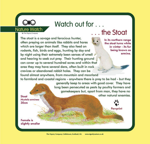 'Stoat' Nature Watch Panel