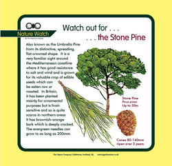 'Stone pine' Nature Watch Panel