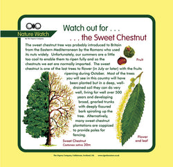 'Sweet chestnut' Nature Watch Panel