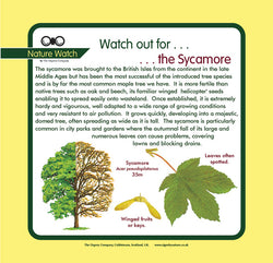 'Sycamore' Nature Watch Panel