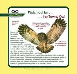 'Tawny owl' Nature Watch Panel