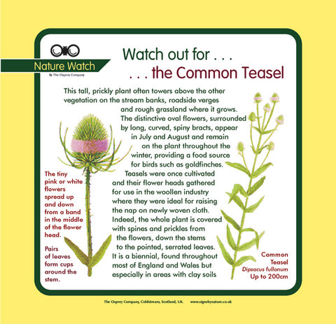 'Teasel' Nature Watch Panel