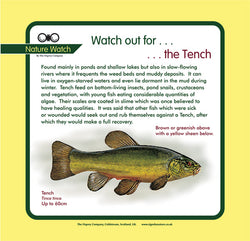 'Tench' Nature Watch Panel