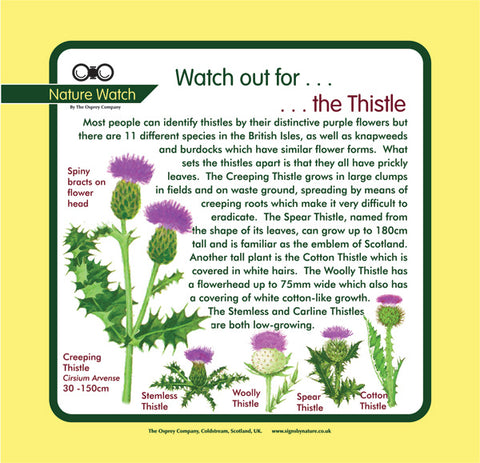 'Thistle' Nature Watch Panel