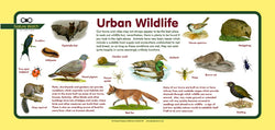 'Urban wildlife' Nature Watch Plus Panel