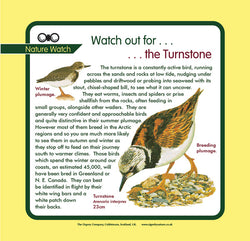 'Turnstone' Nature Watch Panel