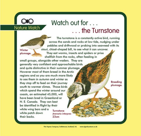 'Turnstone' Nature Watch Panel