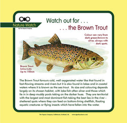 'Brown trout' Nature Watch Panel