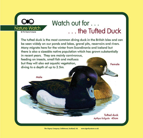 'Tufted duck' Nature Watch Panel