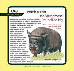 'Vietnamese pot-bellied pig' Nature Watch Panel