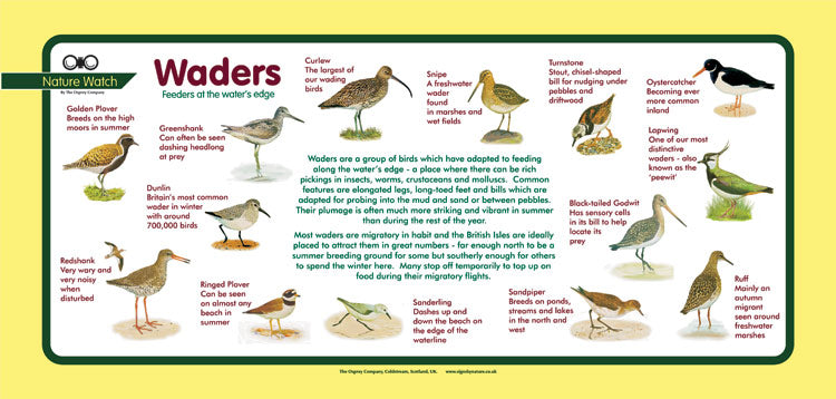 'Waders' Nature Watch Plus Panel – Osprey Signs