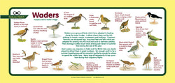 'Waders' Nature Watch Plus Panel