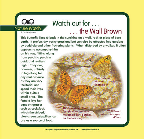 'Wall brown' Nature Watch Panel