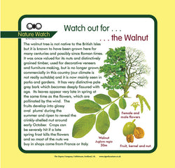 'Walnut' Nature Watch Panel