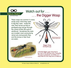'Digger wasp' Nature Watch Panel
