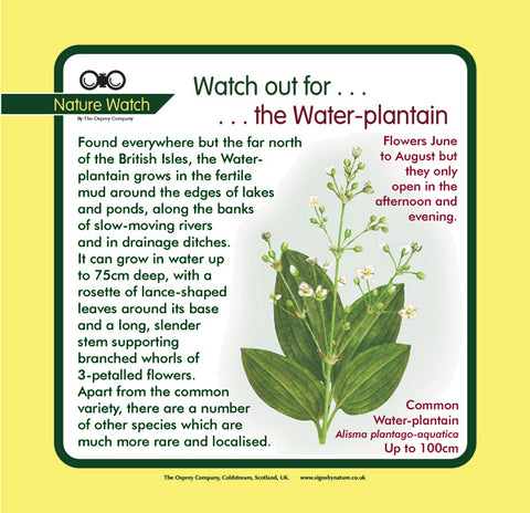 'Water plantain' Nature Watch Panel