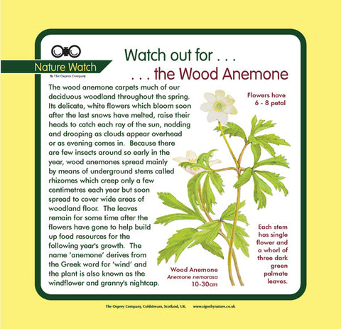 'Wood anemone' Nature Watch Panel