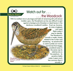 'Woodcock' Nature Watch Panel