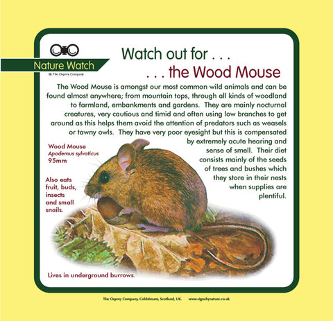 'Wood mouse' Nature Watch Panel