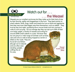 'Weasel' Nature Watch Panel