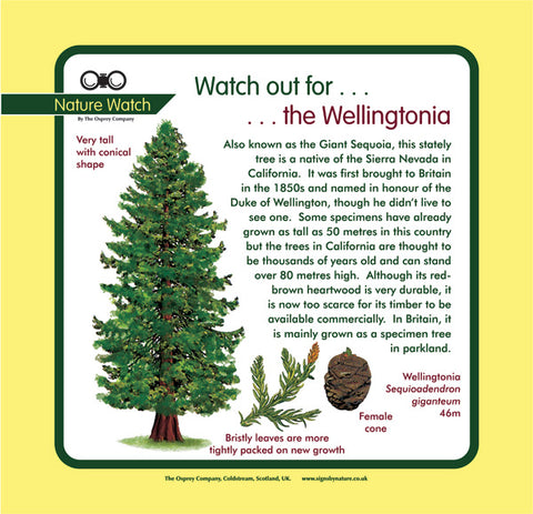 'Wellingtonia' Nature Watch Panel
