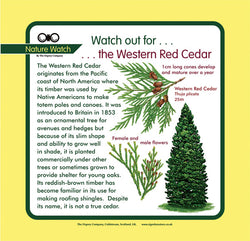 'Western red cedar' Nature Watch Panel